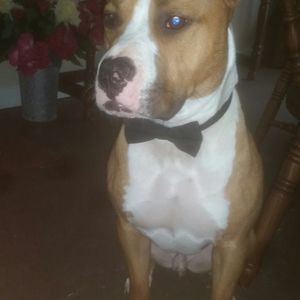 Meet your Posher, Susan